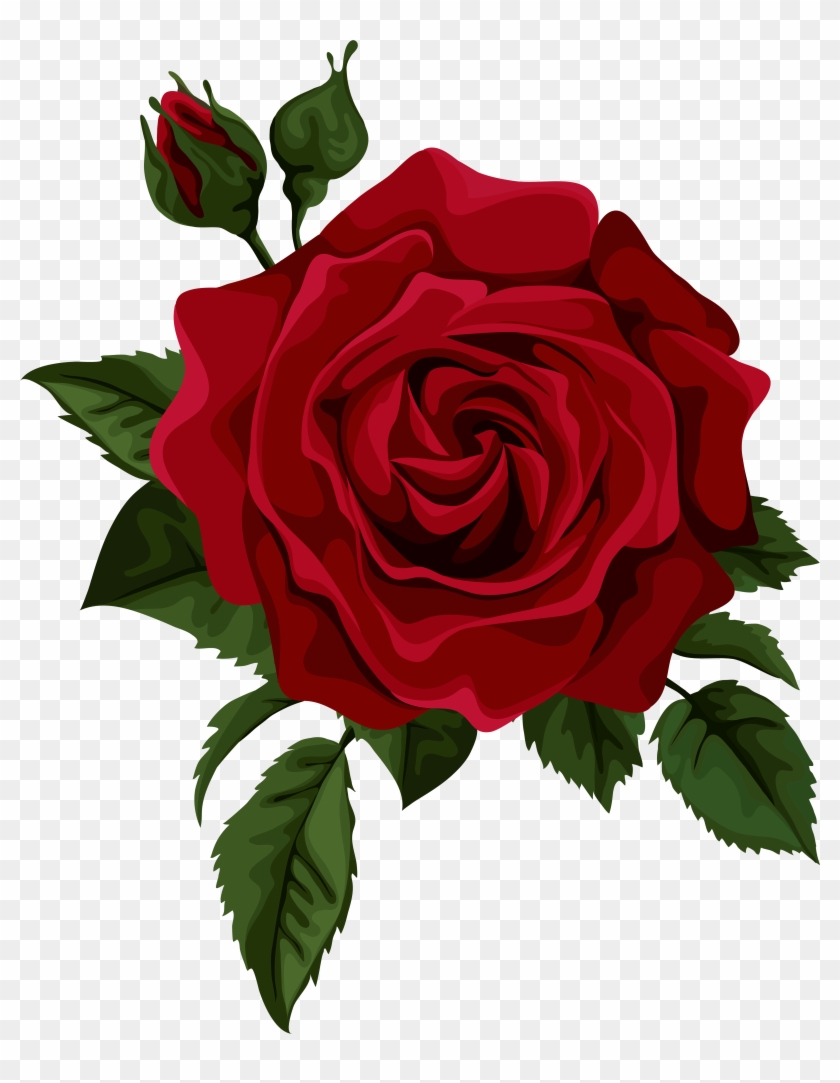 Rosa - Red Rose Drawing Clipart