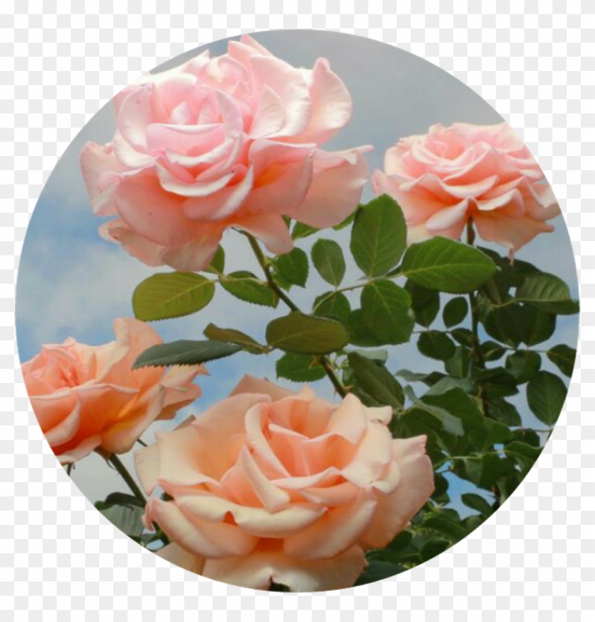 Flowerpower Sticker - Pink Roses Aesthetic Clipart