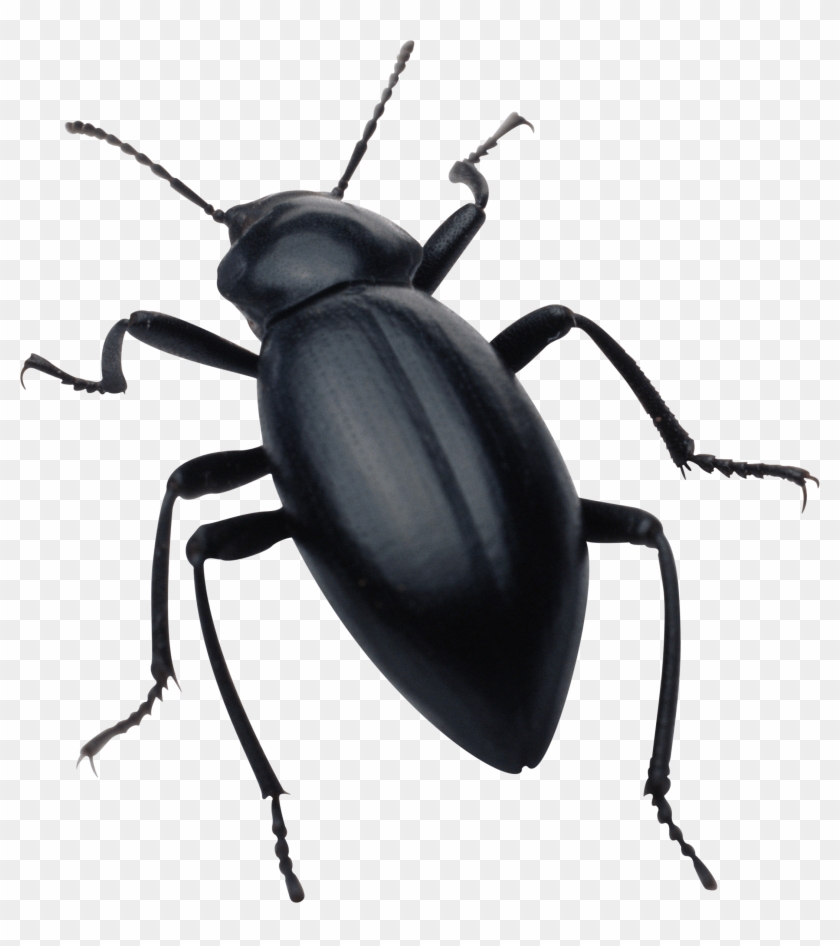 2156 X 2327 10 - Bugs Png Clipart #176213