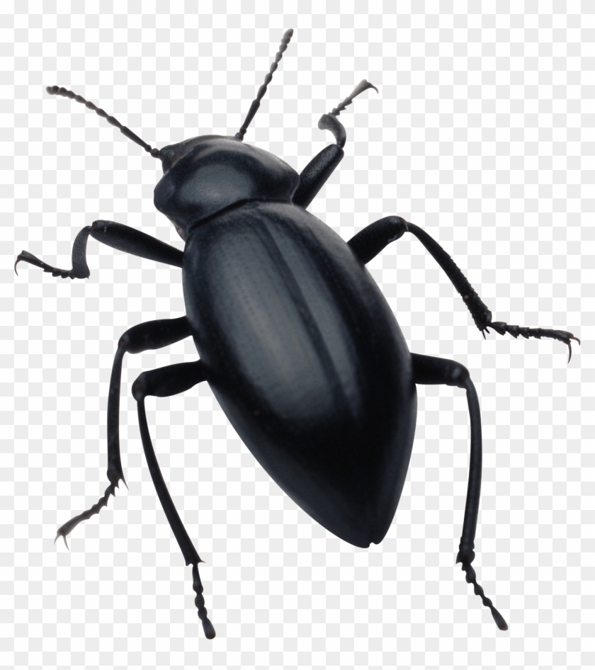 2156 X 2327 10 - Bugs Png Clipart