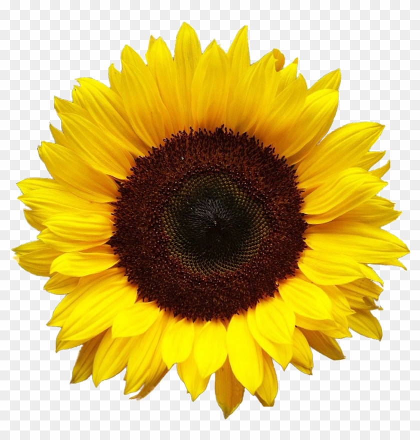 Sunflower Png Clipart #176631
