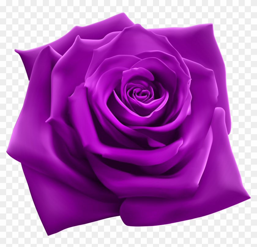 Purple Rose Png Clipart Image - Roses Png Transparent Png #176634