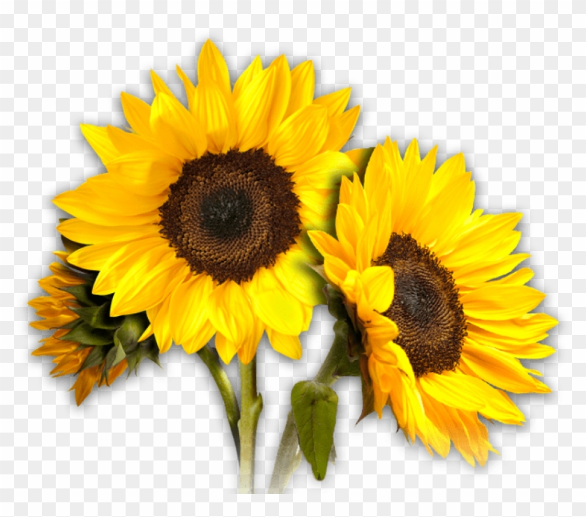 Free Png Sunflower Png Images Transparent - Transparent Background Sunflower Clipart
