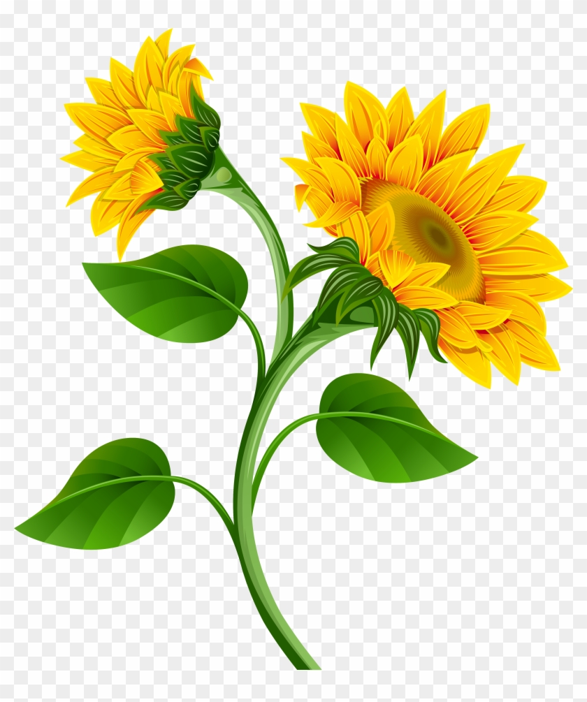 Sunflowers Png Clipart Image - Transparent Background Sunflower Clipart