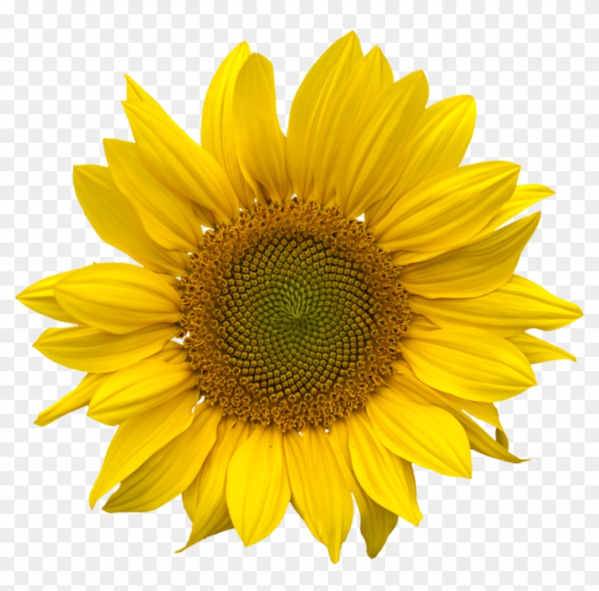 Sunflower Png - Aesthetic Sunflower Png Clipart #176954