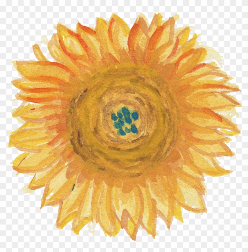 Free Download - Transparent Watercolor Sunflowers Clipart