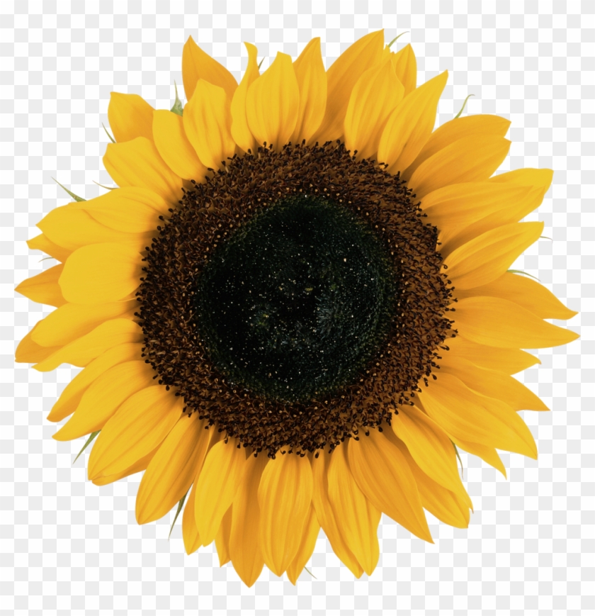 Free Png Download Sunflower Png Images Background Png - Transparent Background Sunflower Transparent Clipart