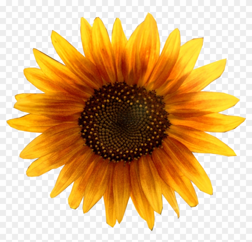 Sunflower Png - Hoa Hướng Dương Vector Clipart #177036