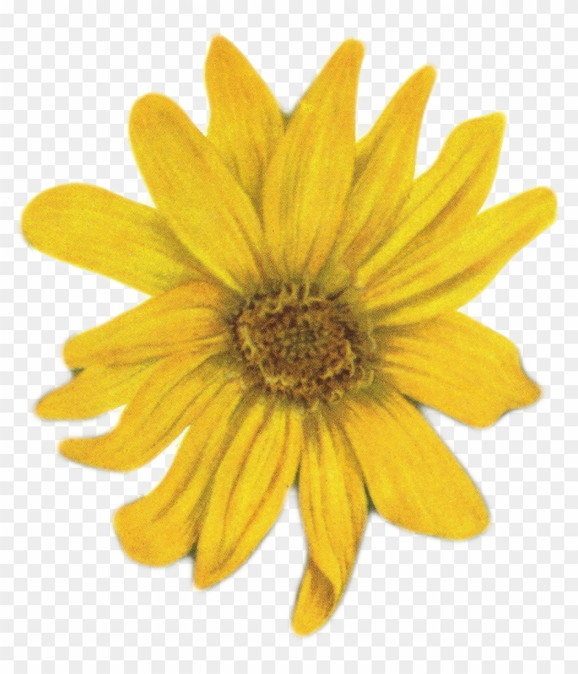 1151 X 1289 4 - Yellow Flower Tumblr Png Clipart #177060