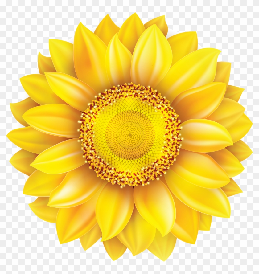 Common Sunflower Pixel - Sunflower Image On White Background Clipart #177281