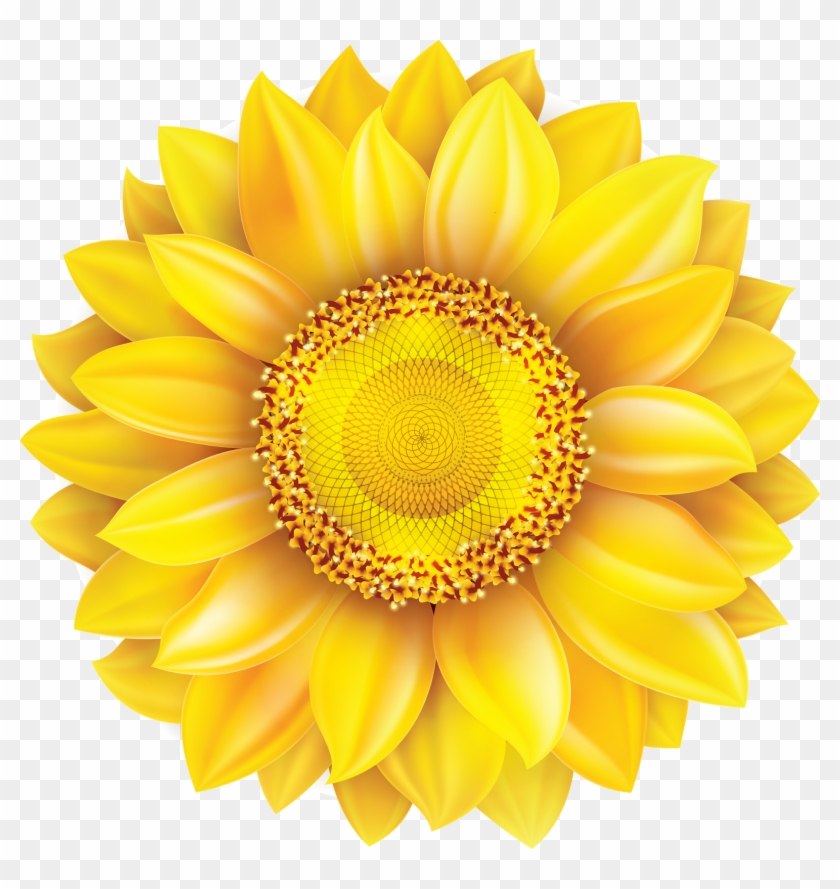 Common Sunflower Pixel - Sunflower Image On White Background Clipart