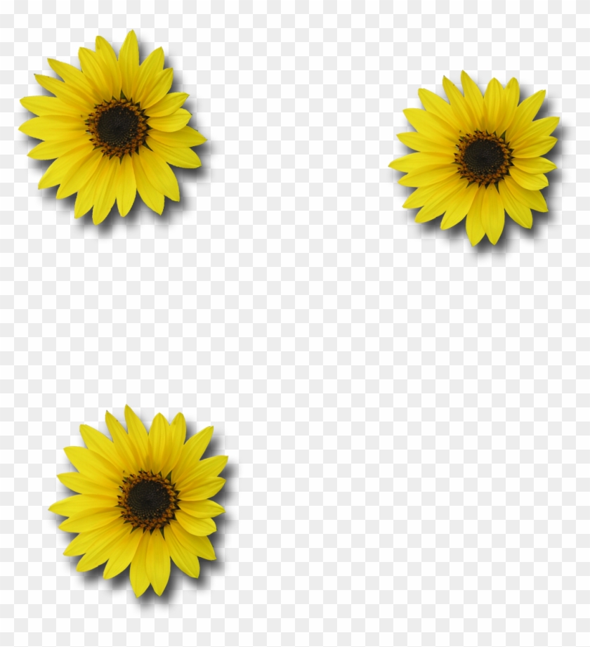 Download Picture Sunflower - Sunflower Clipart #177314