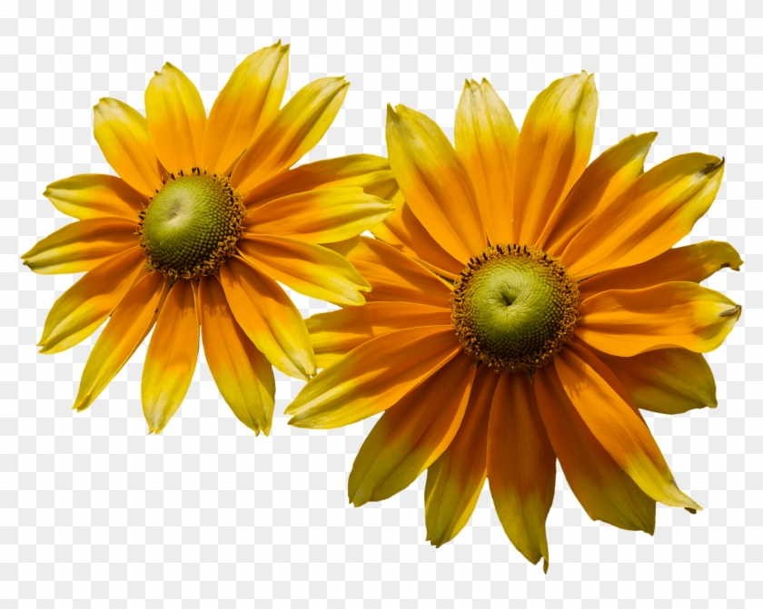 Flowers - Flor Verao Png Clipart
