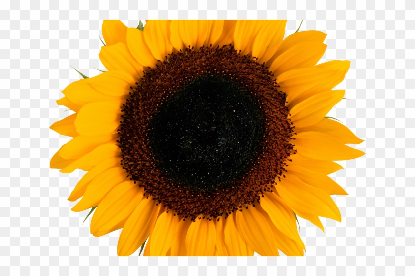 Sunflowers Png Transparent Images - Amelia Center Clipart