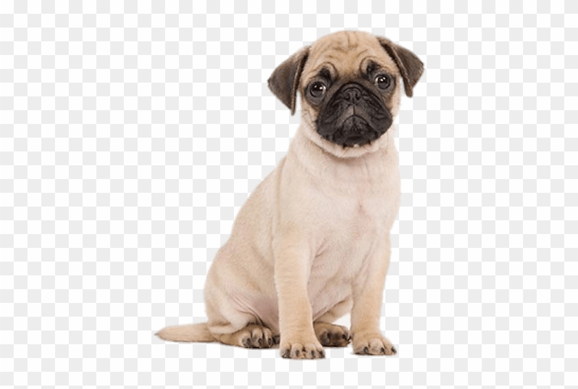 Cute Pug Puppy - Gato Y Pug Clipart