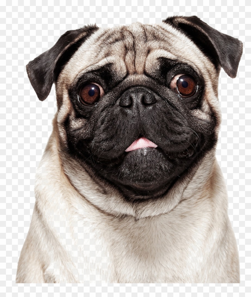 Pug Png Photo - Pug Talking Clipart