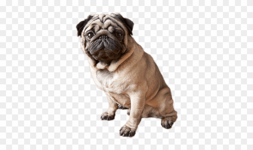 Animals - Pugs - Pugs Dogs Clipart #177692