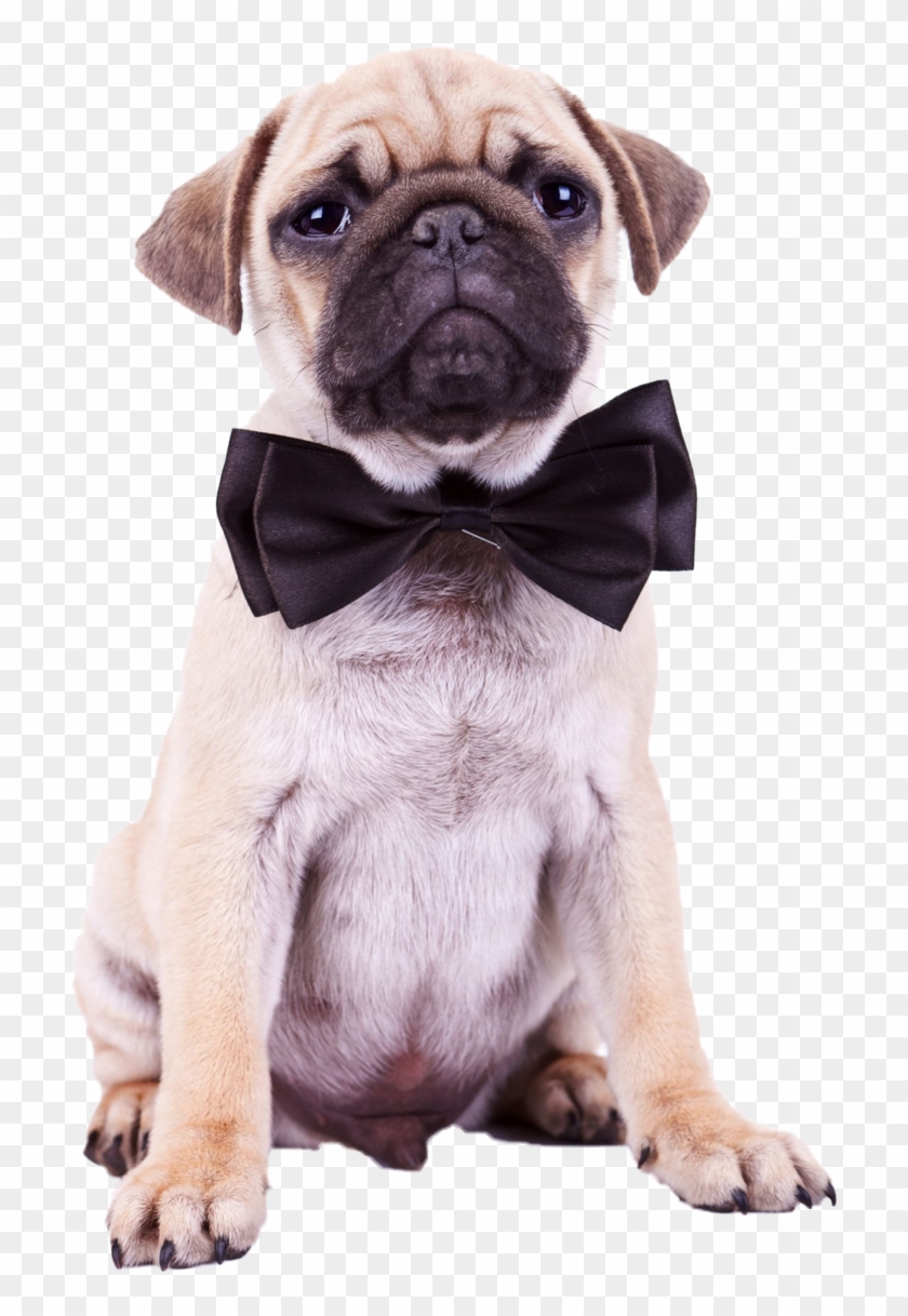 Pug Png Pic - Happy Birthday Pug Dog Clipart