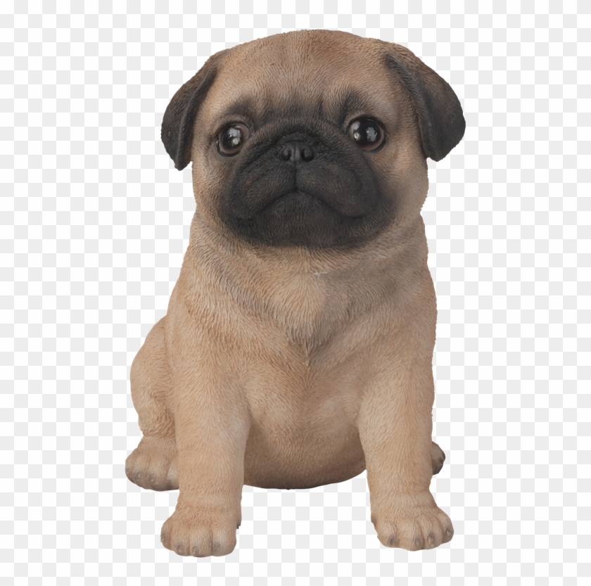 Pet Pal Pug Puppy Clipart