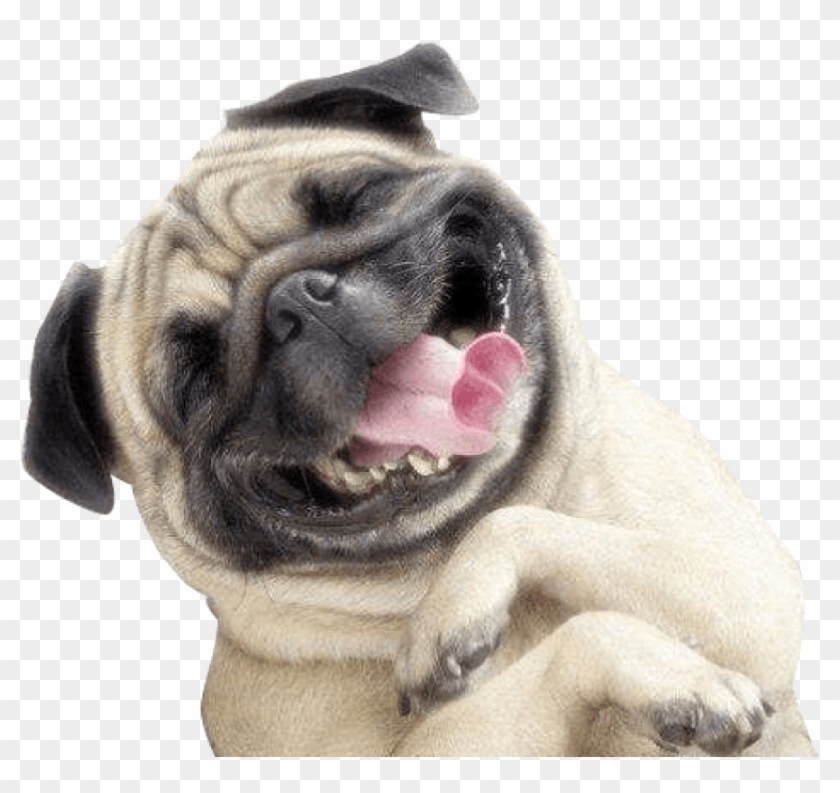 Free Png Download Pug Smile Png Images Background Png - Pug Smile Clipart #177980