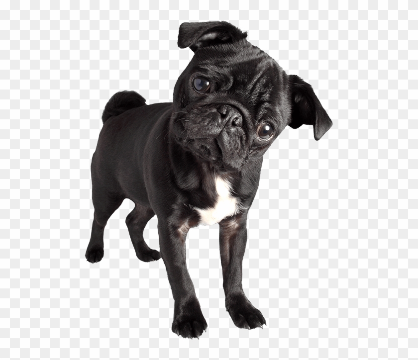 Black Pug Images Png , Png Download - Black Pug Images Png Clipart #178159