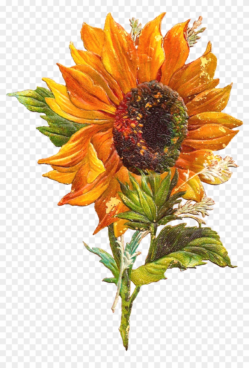 Vintage Sunflower Clip Art - Png Download