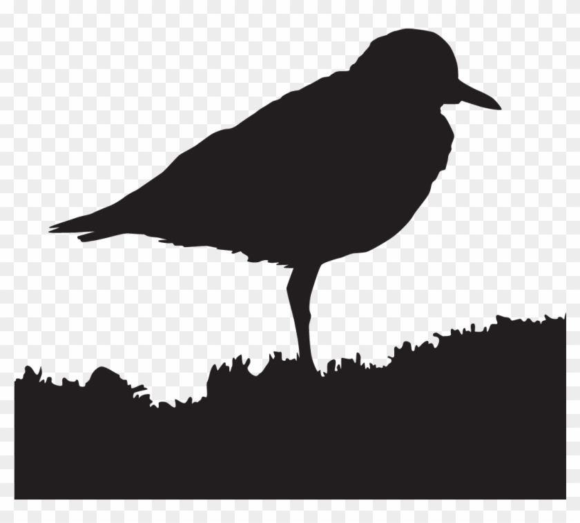 Mountain Plover - Crow Clipart