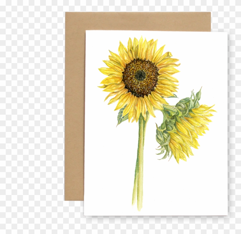 Sunflowers Png Clipart #178365