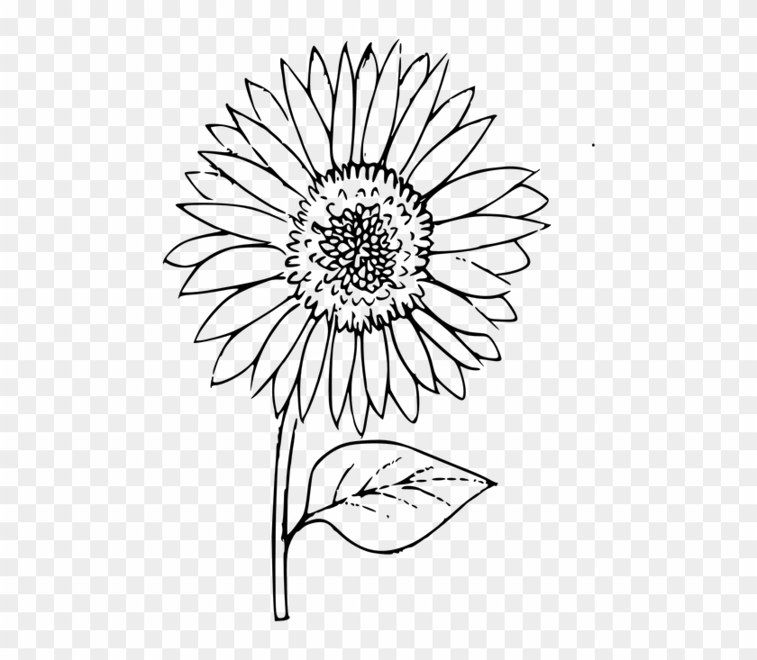 Sunflower Outline Clipart@pikpng.com