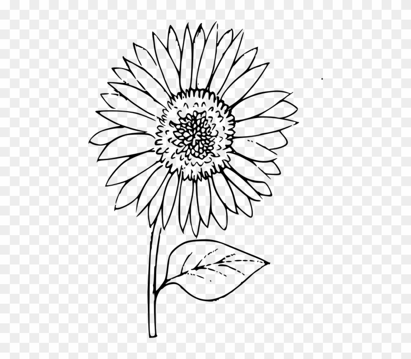 Sunflower Outline Clipart