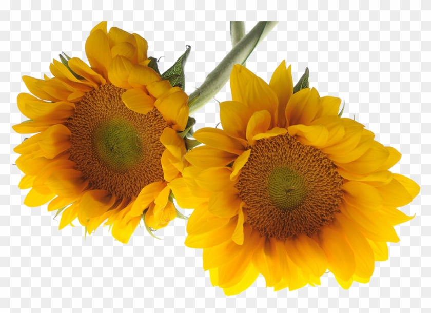 Sunflowers - ดอกไม้ พื้น หลัง สี ขาว สวย ๆ Clipart