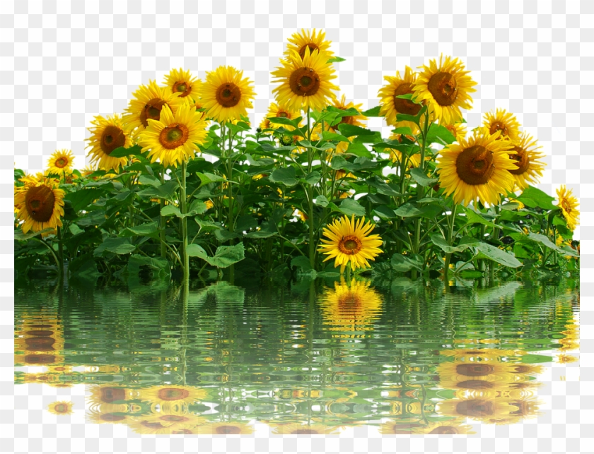 Sunflower, Sun, Summer, Nature, Yellow Flower, Flower - Imagem De Girassol Em Png Clipart