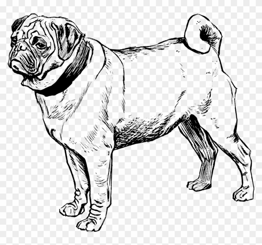Pug Drawing T - Realistic Pug Coloring Pages Clipart #178953