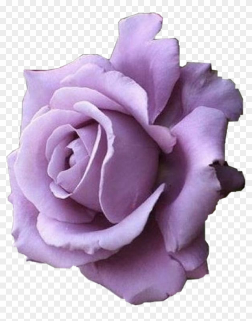 Report Abuse - صباح الخير بنفسجي Clipart