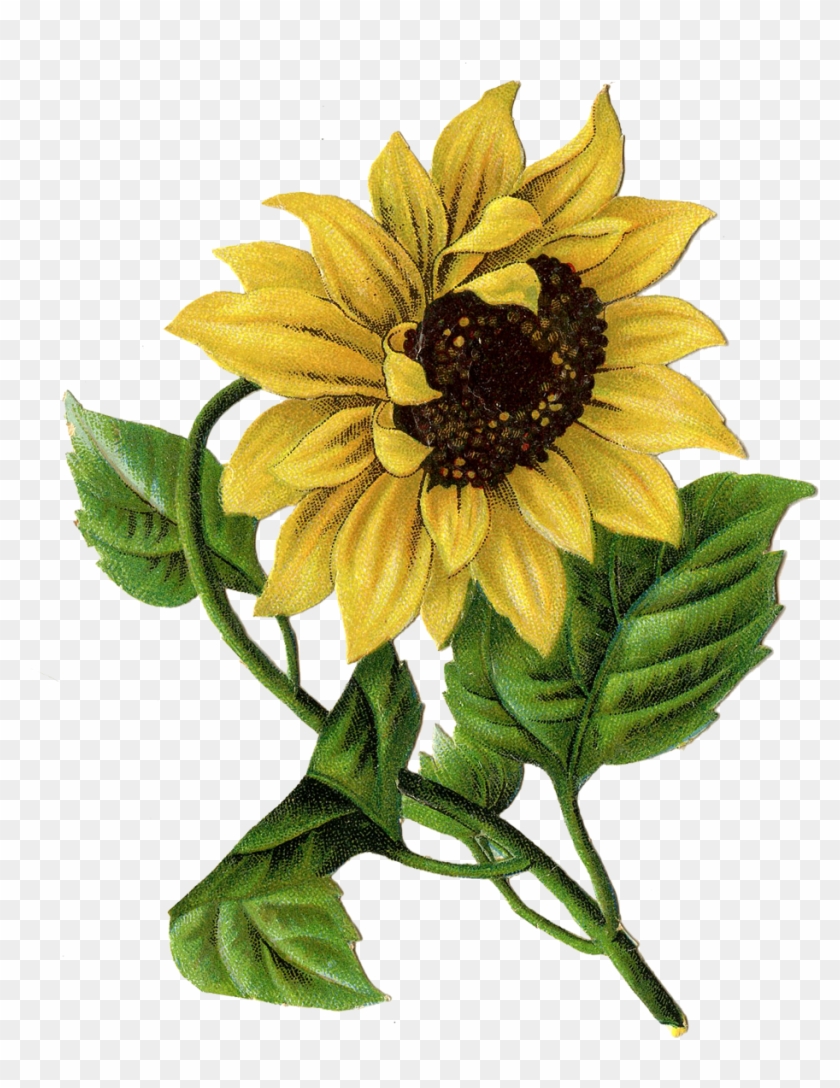 Sunflower Image Vintage Graphicsfairy - Vintage Sunflower Art Clipart