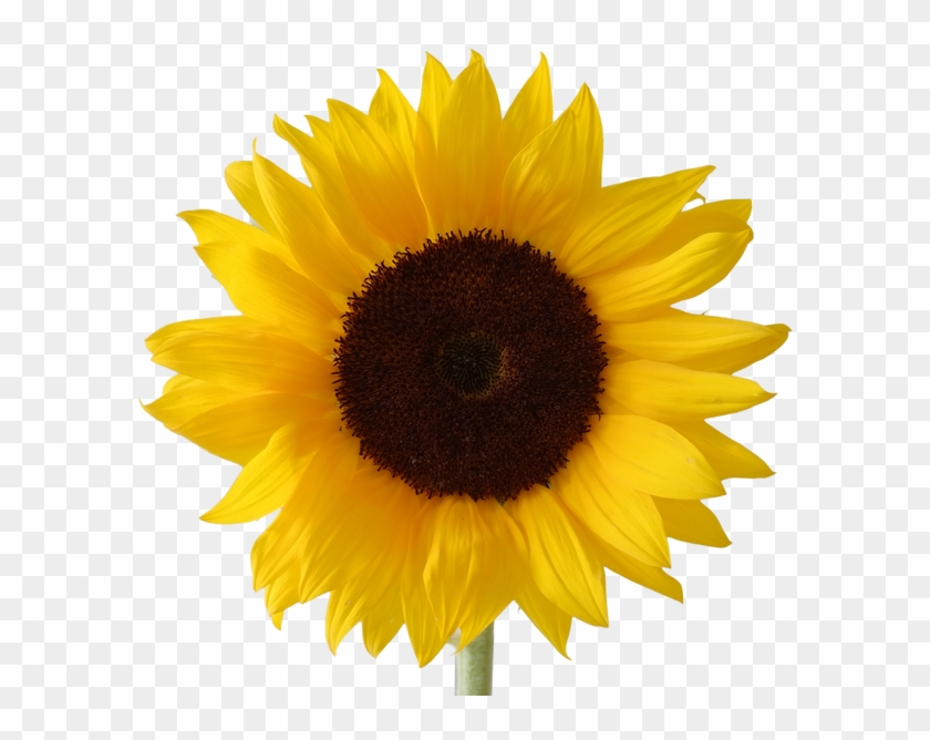 Picture Royalty Free Free Clipart Download Wallpaper - Sunflower Png Transparent Png #179162