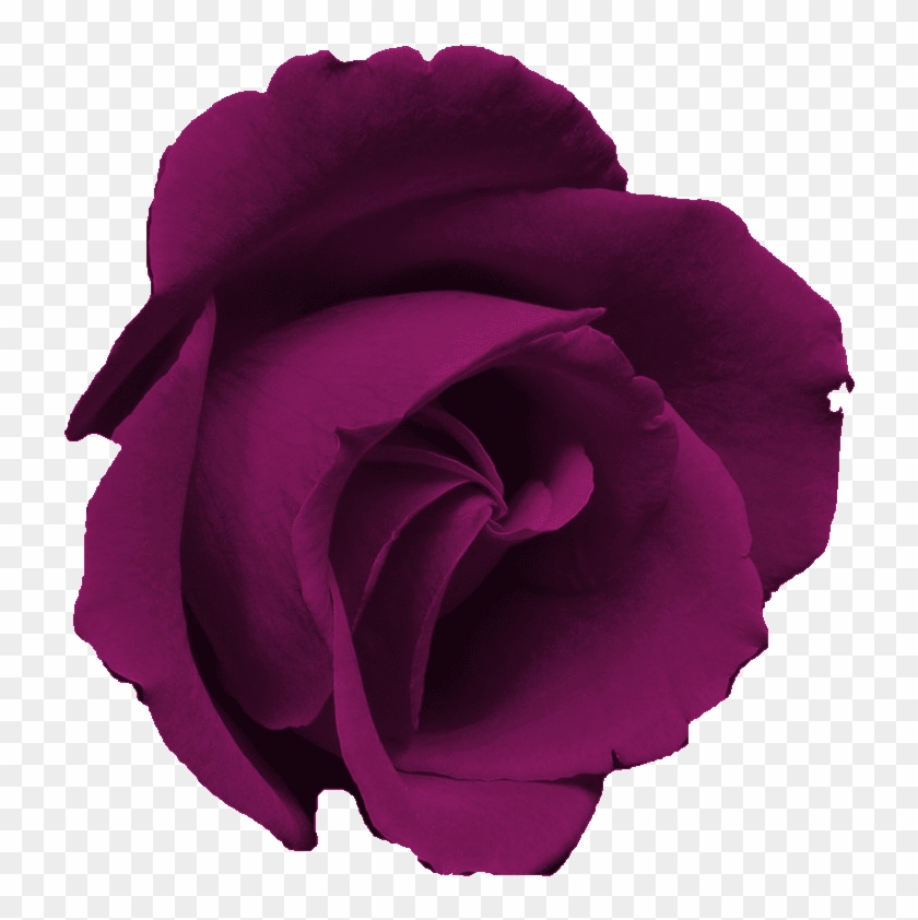 Free Flower Clip Art Images - Rosa Turquesa Png Transparent Png #179167