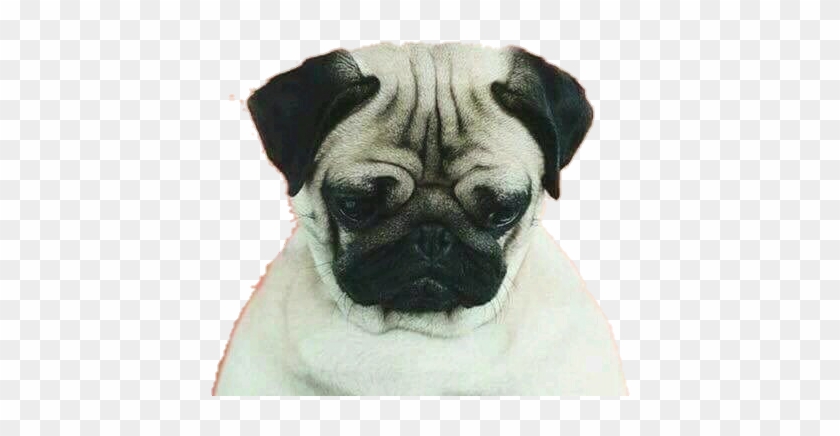 Iphone Wallpaper Hd Pug Dog Clipart