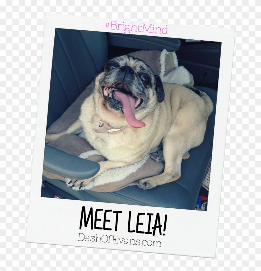 #brightmind, Pug, Adopting Dogs, Shelter Dogs, Tips - Pug Clipart