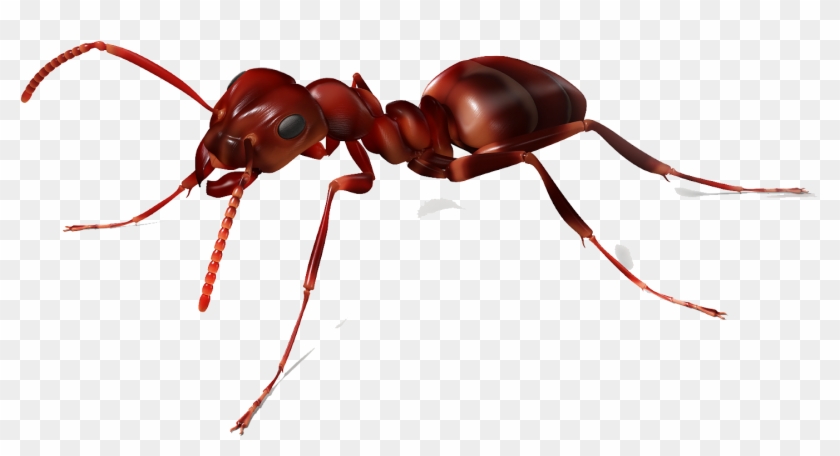 Ant Png Image - Ant Transparent Background Clipart #179240