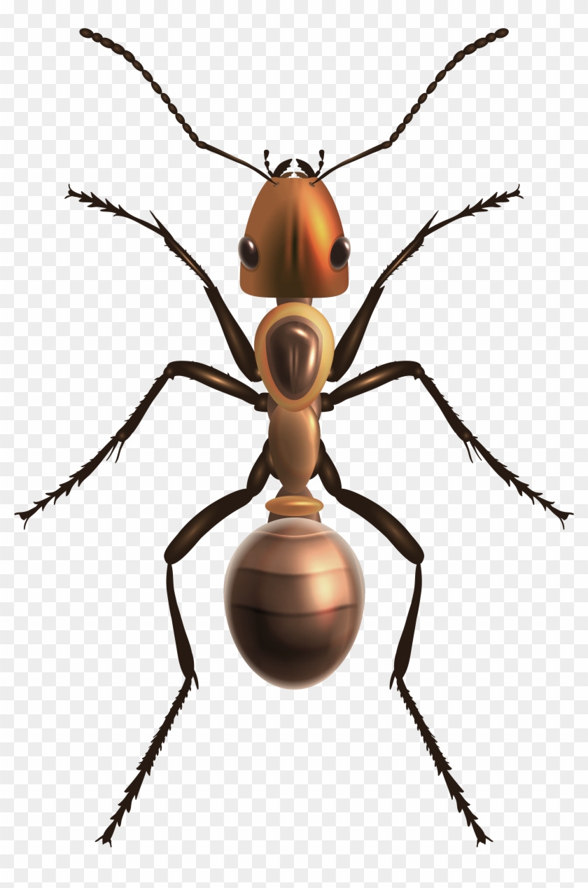 Ant Png Clip Art - Ant Clip Art Transparent Background #179425