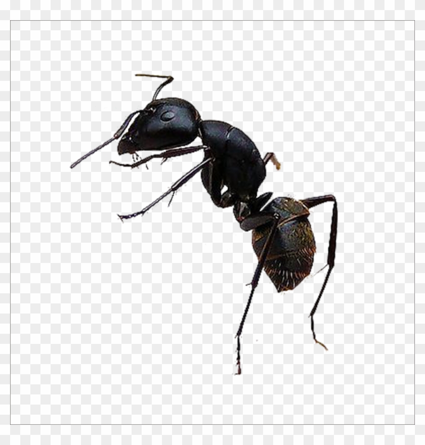 Ant Transparent Images - Hormiga Culona Png Vector Clipart