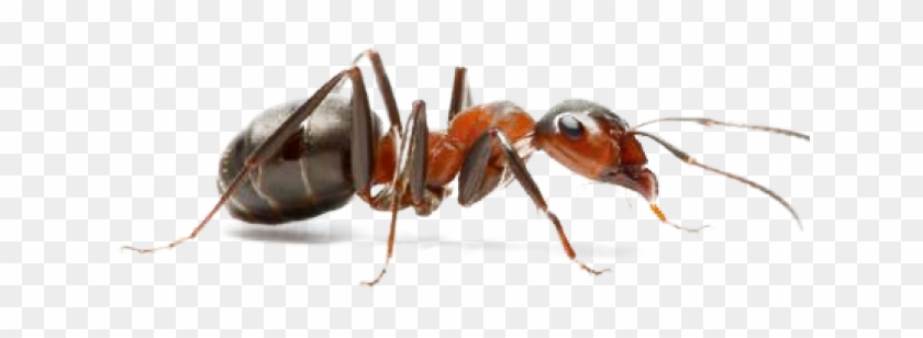 Fourmi De Pavé Clipart