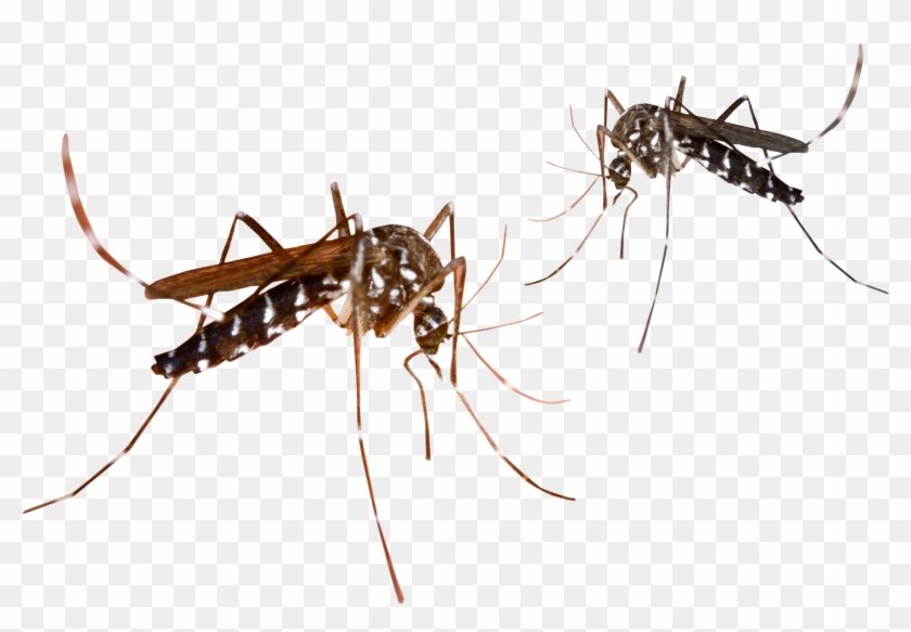 Mosquito Png Transparent Image - Mosquitoes Png Clipart #179945
