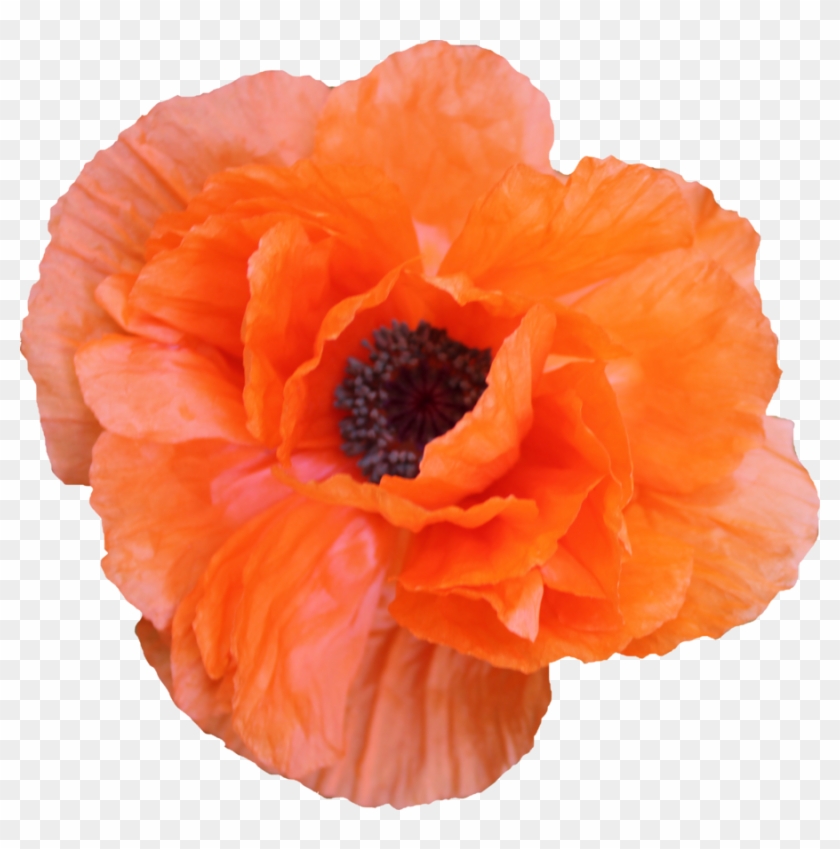 Poppy Clipart
