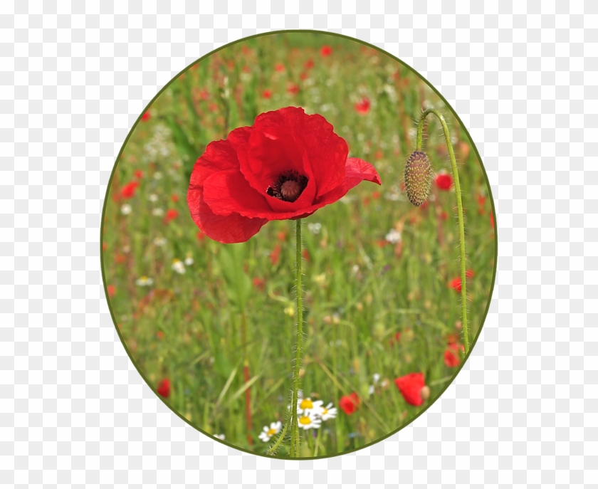 600 X 633 3 - Corn Poppy Clipart