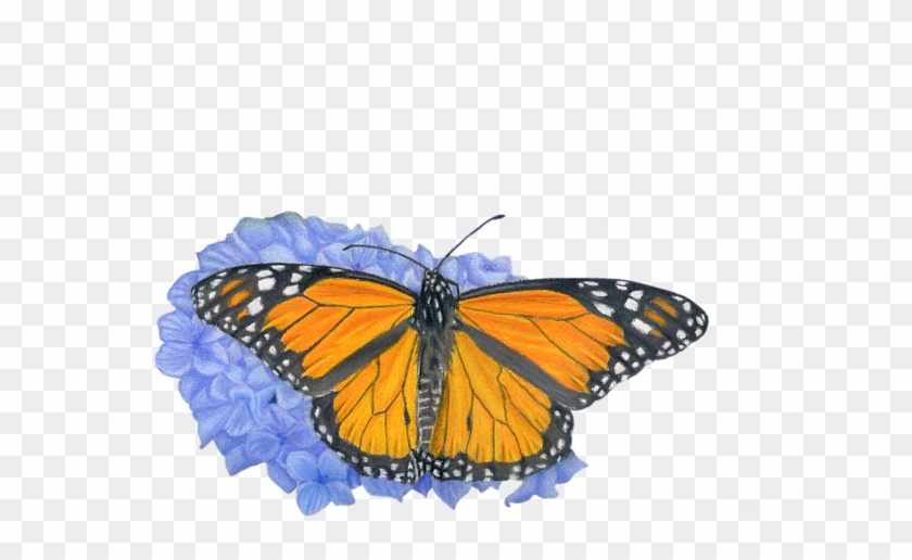 Bleed Area May Not Be Visible - Monarch Butterfly Transparent Background Clipart #1702960