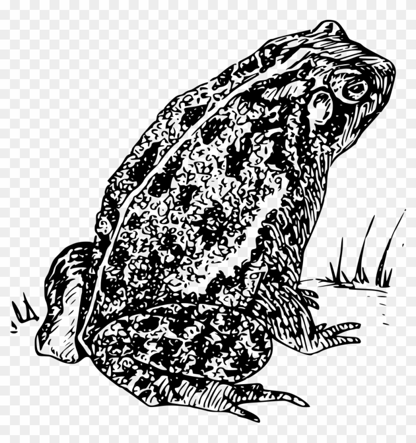 Download Png - Spadefoot Toad Clip Art Transparent Png #1703541