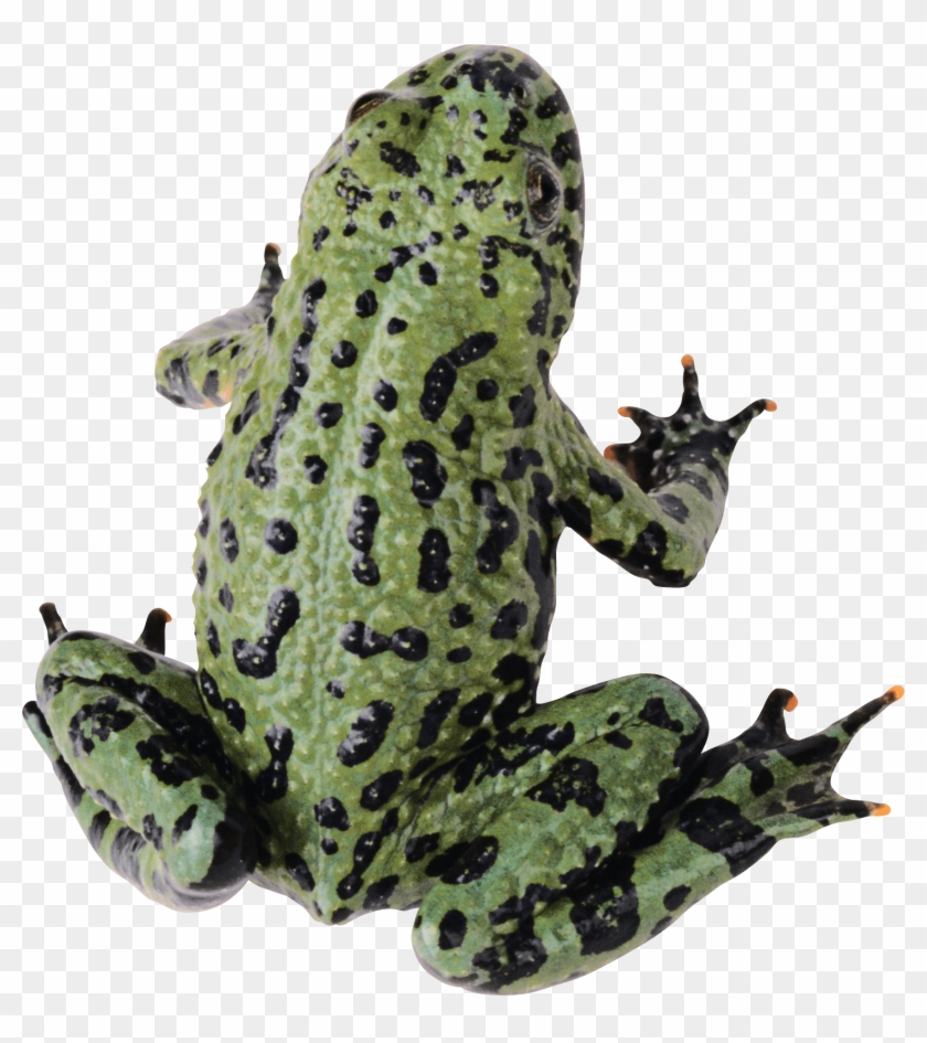 Green Frog - Frog With Clear Background Clipart #1703581