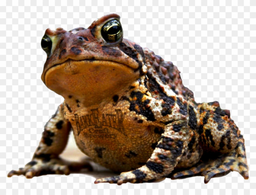 Barkeater Craft Brewery Dax Ipa Ale - Toad Transparent Clipart